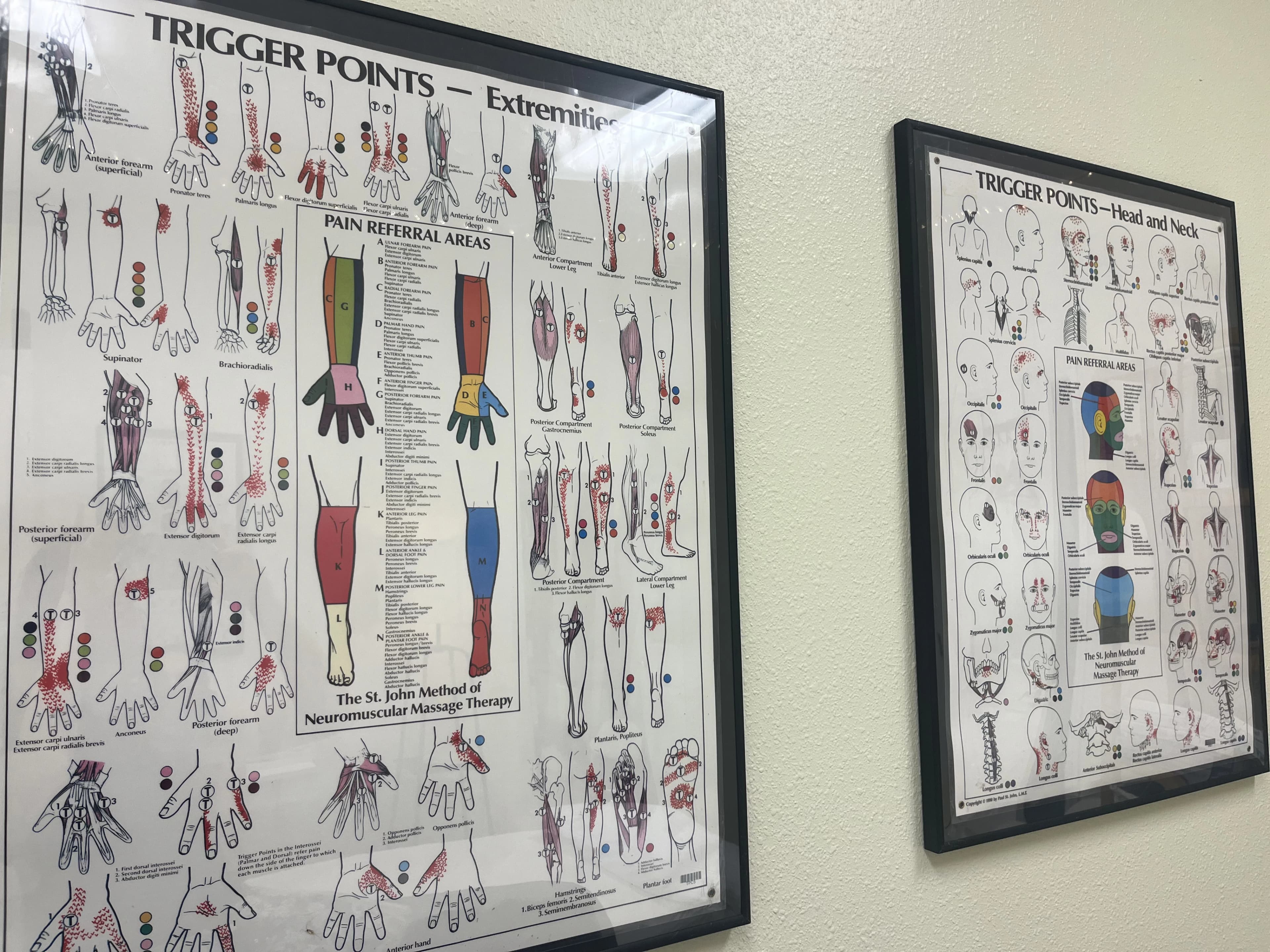 Photos of anatomy on wall